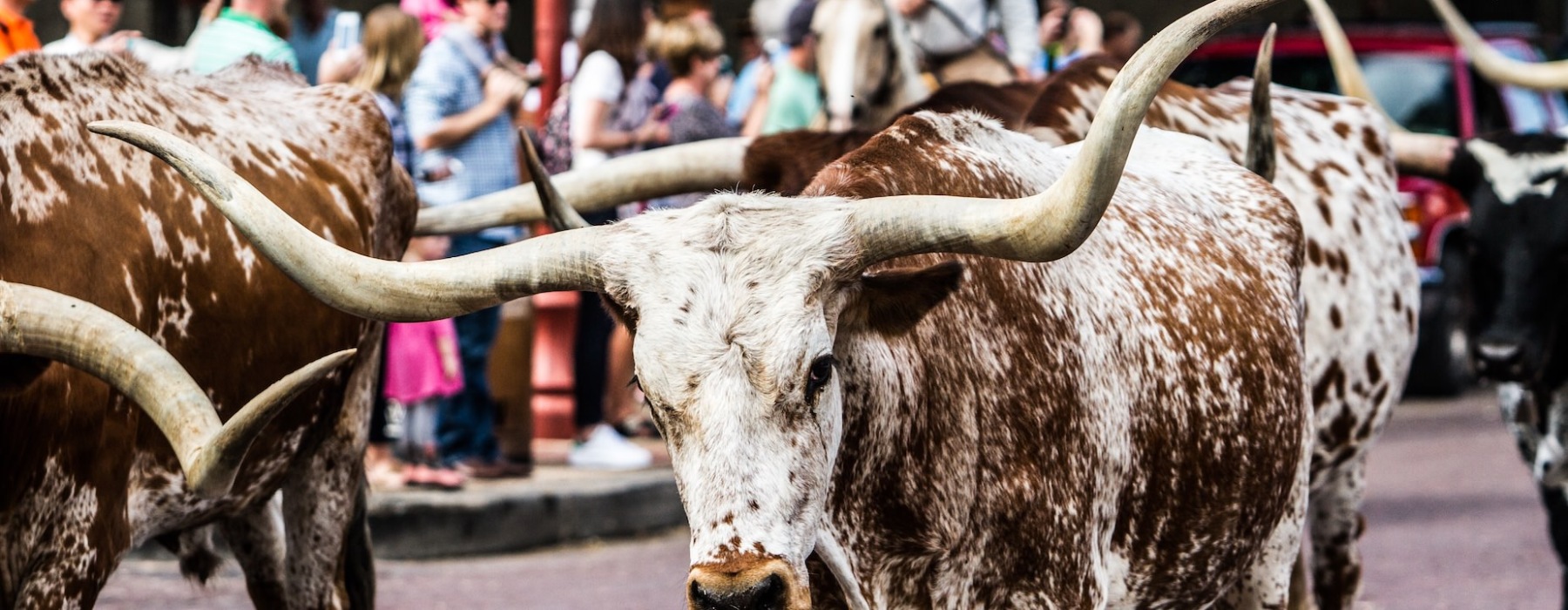 Longhorn bulls at stockyard